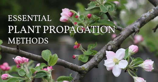 Essential Propagation Methods To Grow Everything