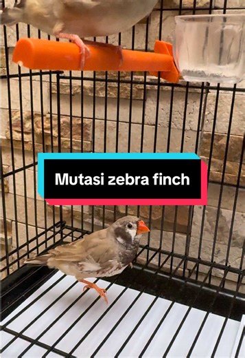 Salah satu Hasil dari mutasi burung zebra finch yang sudah di kawin silangkan dengan warna dan mutasi yang lain sehingga bisa minciptakan warna soft, fawn, orange, black cheek, CFW, penguin dan masih banyak nama lainnya #burungfinch #zebrafinch #breedingfinch #burunglucu #burung