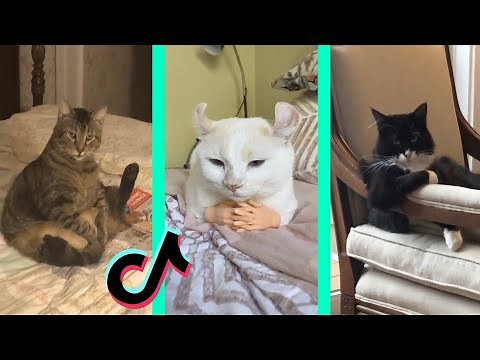Look At This Distinguished Gentleman tiktok cat compilation