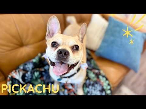 Pikachu Spark| Confident, playful, portable