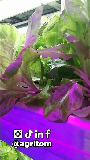 Experience Fresh, Sustainable, and Smart Indoor Farming with Agritom.🌿