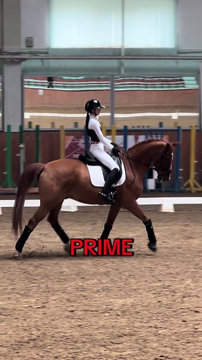 Understanding Equestrian Dressage Techniques