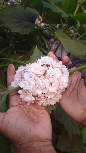 నా కోరిక నెరవేరింది 😂 | సెంటు మళ్ళీ | sentu malli #shortsfeed #flowers #shorts