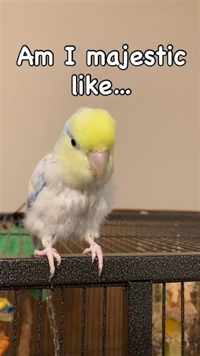 Meet Jak Jak - Grumpy’s little brother. He will be stepping into a main character role in the upcoming book, Uh-Oh! Trouble With Chores. The manuscript is currently in the editing stages, with artwork planned for June. Do you think little Jak is majestic? #parrotsofinsta #funnypetvideo #picturebooksforkids #uhohtroubleatschool #grumpythebird | Grumpy the Bird