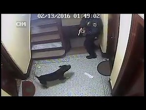 Officer Fatally Shoots Happy Dog, Owner Plans To Sue [CAUGHT ON TAPE]