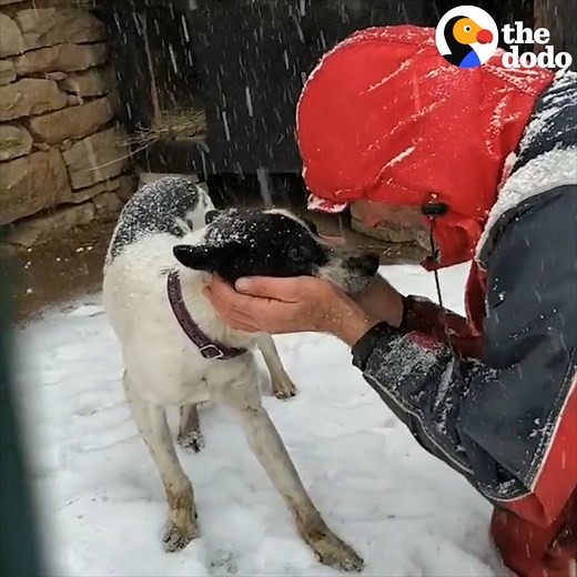 6.4M views · 22K reactions | Here's what to do if you see a dog left outside in the cold — you can save a life! | The Dodo | Facebook