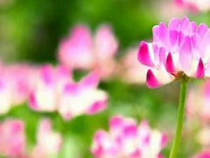 We're All Alone ウィ・アー・オール・アローン 【Boz Scaggs Cover】