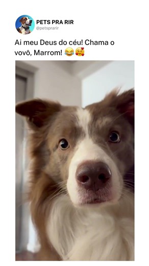 Ai meu Deus do céu! Chama o vovô, Marrom!❤️🐶
