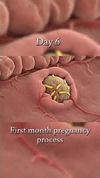 The pregnancy process