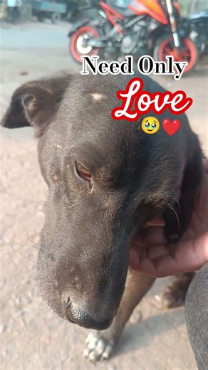 Adorable Dog | Cute Dog All Black Pet Love 💕 unconditional love stories Animal Lovers #puppyvideos