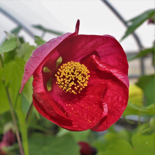 Abutilon ‘Nabob’ – Red Flowering Maple (4.5″ Pot)