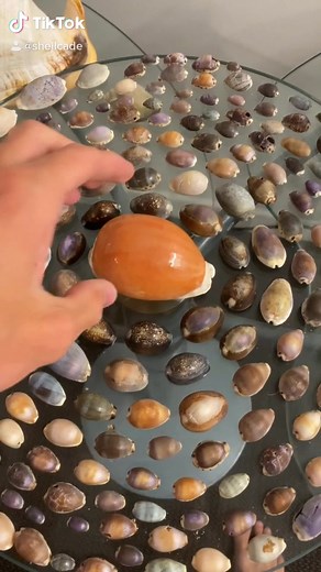 Exploring the World of Rare Cowry Shells