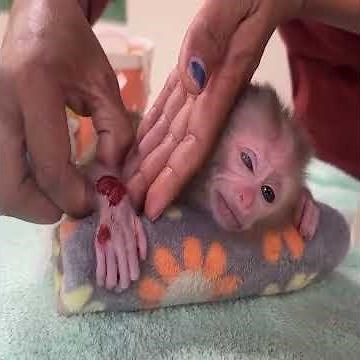 Part 2 | Million Tears Of Pity For Abandoned Baby Monkey | Emotional Story