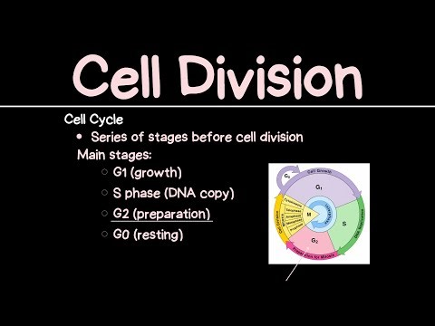 Cell Division Explained | Mitosis, Meiosis & the Cell Cycle