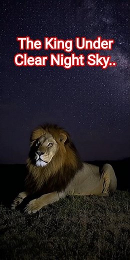Lion Rests Under a Sky Full of Stars 🦁