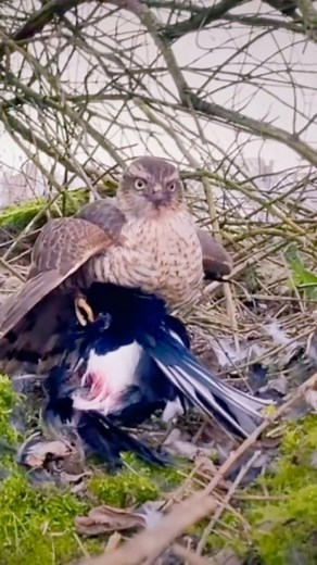 Wild Animals on Instagram: "Hawk hunt a sparrow  _ _ _ _ _ _ _ #hawk #sparrow #hawkattack #wildatlanticway #wildlifephotos #wildlifeprotection #naturelover #nationalgeographic #krugersightings #krugernatinalpark #maasai #maasaimaara #wildlife #wildlife_vision #naturelover #wildloveadventures #netgeowildlife #netgeo #wildlifelovers #krugersightings #krugernatinalpark #nationalgeographic"