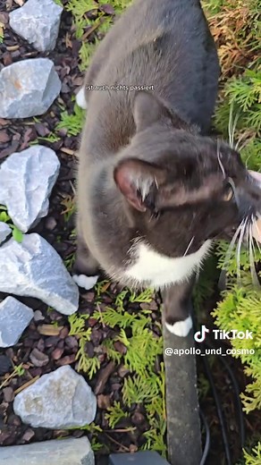 der Kater hat es zu uns in den Garten geschafft #katzen