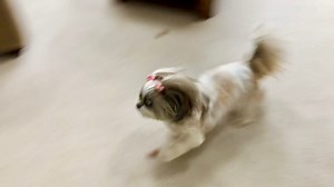 12K views · 805 reactions | When my paws start flying and my tail becomes a propeller  Mom says it’s better entertainment than watching TV!  Best on demand zoomies! 藍     #shihtzulovers #shihtzu #dog #doglover #dogoftheday #cutedogs #pet #doglife #funnydogs #dogsoffacebook #shihtzupuppy #puppy #puppylove #dogvideos #zoomies | Lacey Shih Tzu | Facebook