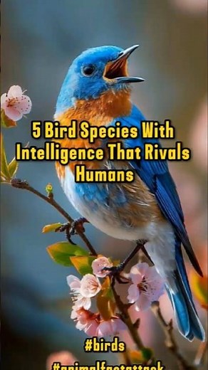 5 Bird Species with Intelligence that Rivals Humans #birds #animals #parrot