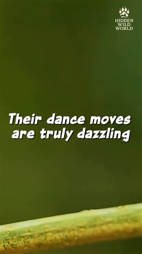 Dazzling Dance Moves of Wild Animals