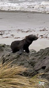 A string of coincidences led a team of marine mammal biologists to be in the right place at the right time to rescue an entangled seal pup in Washington state. On a wet and windy day in January, Shawn Larson, Seattle Aquarium’s senior conservation research manager, almost called off a research trip she and three other marine biologist were taking to Sand Point beach on the Olympic Peninsula, due to the weather. Since two other members of the party had already set out, she had decided to carry on