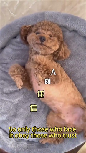 为什么一摸狗狗，它就倒在地上？（Why Does Your Dog Fall Over When You Pet It?）