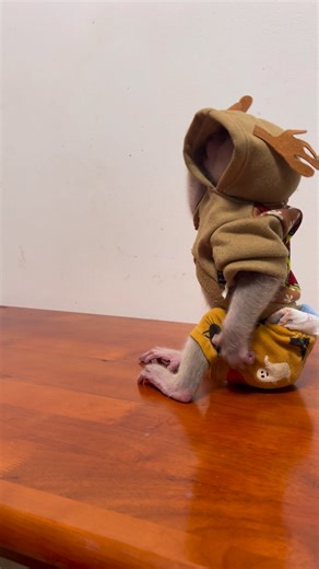 So funny! The little monkey doesn’t want her pants and T-shirt—she keeps trying to take them off! 😂🐒 #monkey #PetRehoming #fallinlove #funnyanimals #animals #petfriendly | Monkey Icy