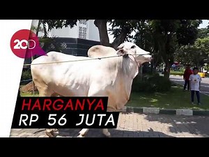 Jokowi Kurban Sapi Kontes di Surabaya