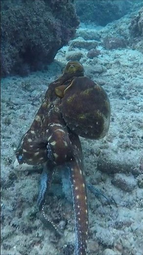 3 Octopuses That Can Disappear Before Your Eyes 🐙😱 #weirdcreatures #octopus #camouflage