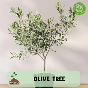 Olive Tree Arbequina Live Starter Plant, Healthy Young Tree, Free Shipping - Etsy
