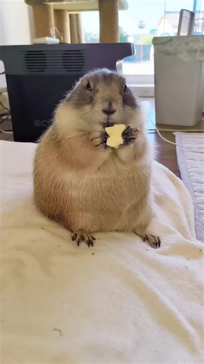 TikTokでチャチャ - Chacha the prairie dogさんをチェック！