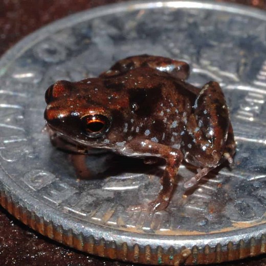Tiny Frogs: The 12 Smallest Frogs in the World