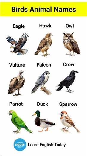Birds Names in English with Pictures | Easy English Vocabulary | Learn English Easy