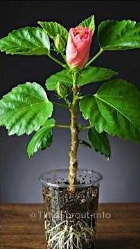 Hibiscus Growing from Seed to Bloom 🌺 (Satisfying Timelapse) #timelapse #plantgrowth