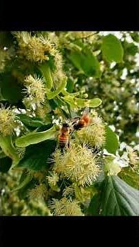 “This Tree Smells Like Honey 🍯🌳 | The Magic of Linden!” #facts #woodscraft #forest #nature #garden