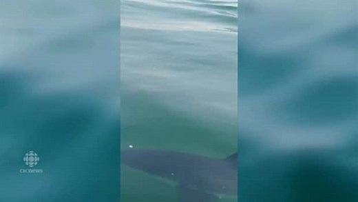 Couple reacts to shark swimming near their boat