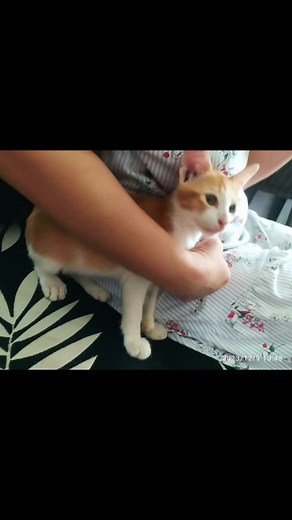 RLS (@anfelza)’s videos with I Know a Place - chevy