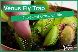Venus Flytrap Plant Care and Growing Guide - Smart Garden and Home