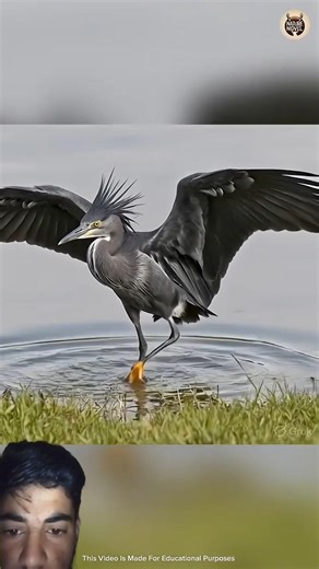 bard Shekar //#birds #facts #animals