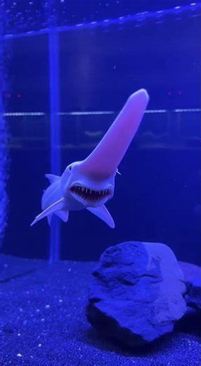 The Goblin Shark Deep Sea Nightmare or Misunderstood Creature?