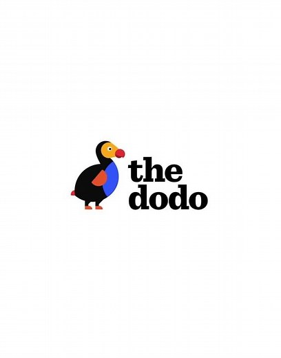Dog Caught Sneaking Into A Swimming Pool | The Dodo