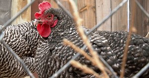 Spring chicks selling out, others turn to raising their own chickens for eggs
