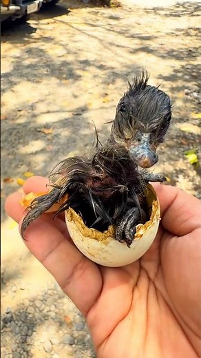 How to Eat Balut: A Filipino Delicacy Explained
