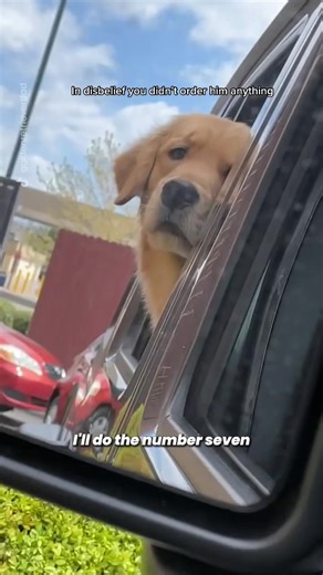Golden Retriever's Drive-Thru Adventure