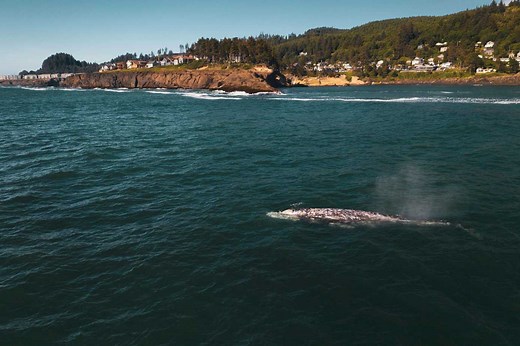 Gray Whale Diet: What Do Gray Whales Eat?