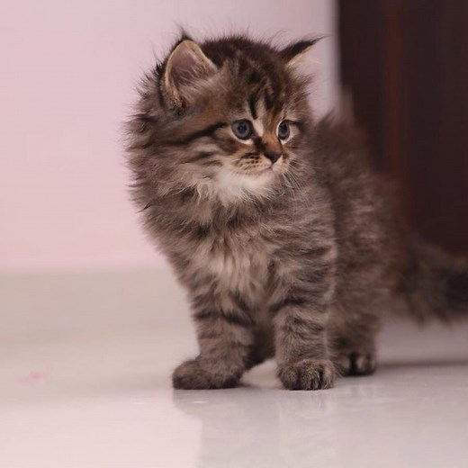 Maine Coon Kittens For Sale in India At Best Prices : Mykitten