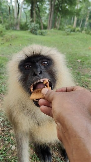 Hungry Hanuman Langur Eating Biscuit 🐒❤️ | Amazing Close-Up Monkey | #Shorts