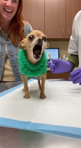Chihuahua Vet Funny Dramatic Whining 😂🐶 | Tiny Dog Drama