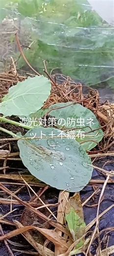 7月29日実家畑 四季採りキャベツ🥬定植から5日の様子