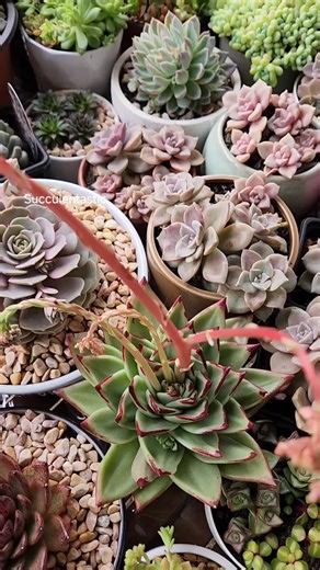 Echeveria Lipstick flowers | Succulentastic